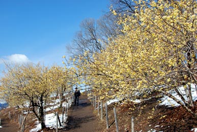 宝登山ロウバイ・５