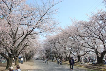 自衛隊の桜２