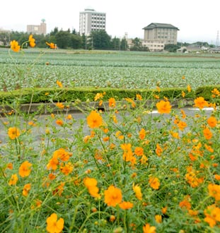 岡部コスモス070929・２