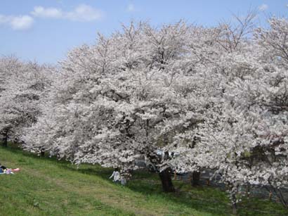 熊谷桜堤070405・１