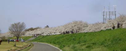 熊谷桜堤070405・２