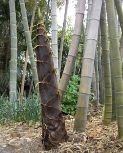 実家のタケノコ・４