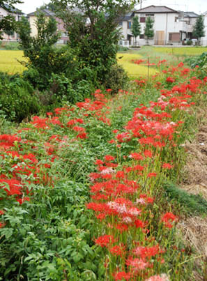 熊谷市柿沼のヒガンバナ・１