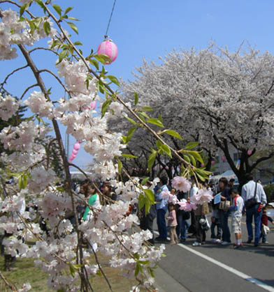 熊谷自衛隊の桜070408・１