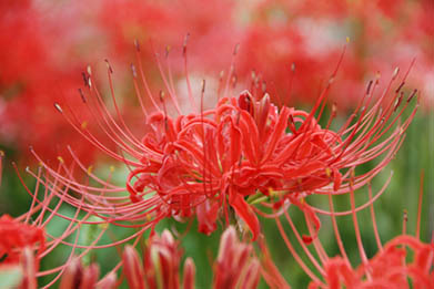 熊谷市柿沼のヒガンバナ・２