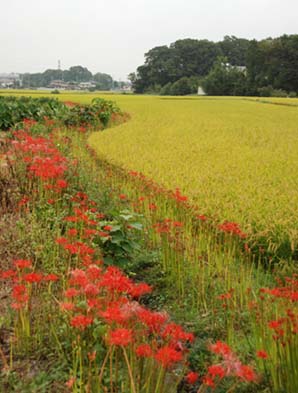 熊谷市代のヒガンバナ・１