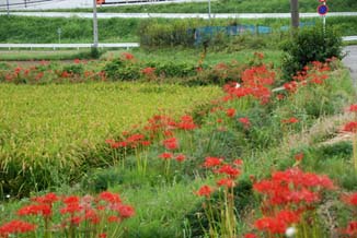 熊谷市代のヒガンバナ・２