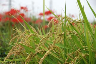 熊谷市代のヒガンバナとイネ