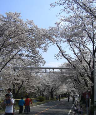 熊谷自衛隊の桜070408・４