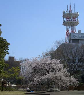 熊谷中央公園の桜070328・２