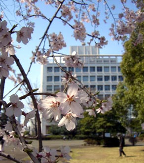 熊谷中央公園の桜070328・３