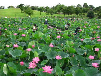 古代蓮公園070630・３