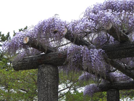 玉敷神社の藤・１