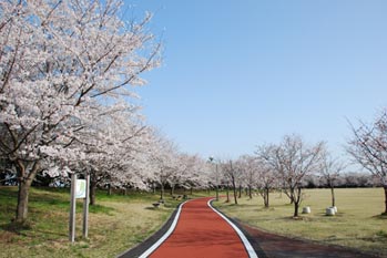 別府沼公園の桜08