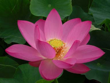 古代蓮公園070630・４