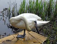 館林の鳥さん・２