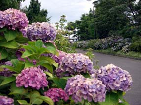 古代蓮公園070630・５