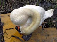 館林の鳥さん・３