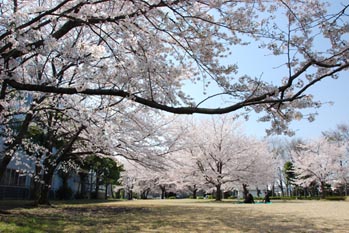 流通センターの桜２