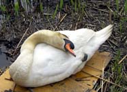 館林の鳥さん・４