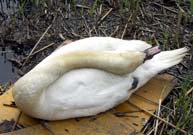 館林の鳥さん・５