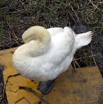 館林の鳥さん・６
