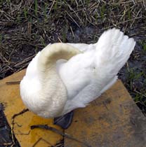 館林の鳥さん・７