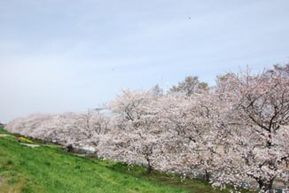 熊谷桜堤08昼間・３
