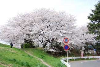 熊谷桜堤08昼間・４