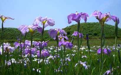 さきたま古墳公園の菖蒲・３