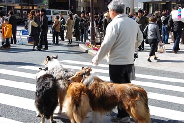 銀座の犬