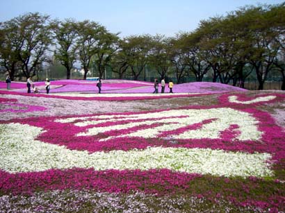 館林野鳥の森の芝桜・２