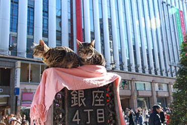 銀座の猫・２