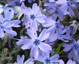 館林野鳥の森・青い花