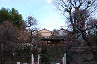 香取神社の梅080216・２