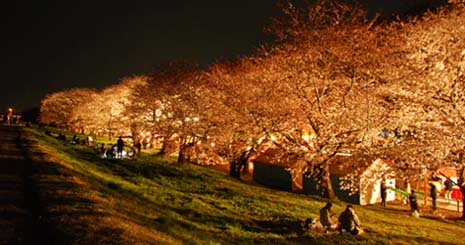 熊谷桜堤・夜桜　５