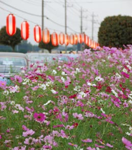 岡部コスモス祭071014夕・１