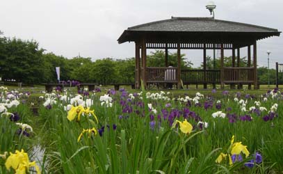 別府沼公園070610・３