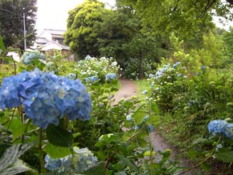 別府沼公園070610・４