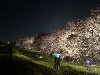 熊谷桜堤の夜桜070404・３