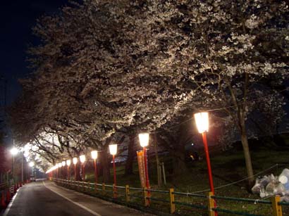 熊谷桜堤の夜桜070404・４