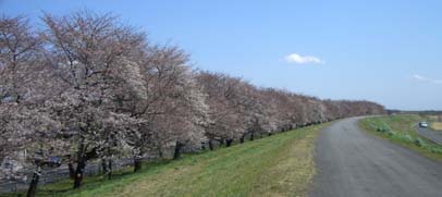 熊谷桜堤070330・２