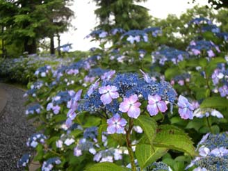 別府公民館のアジサイ