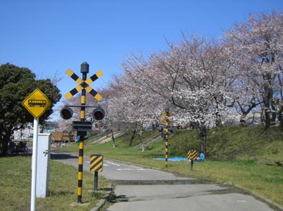 万平公園の桜070330・１
