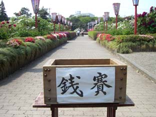 東松山箭弓神社のボタン苑