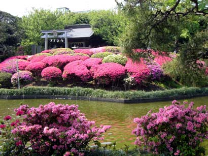 東松山箭弓神社・つつじの山