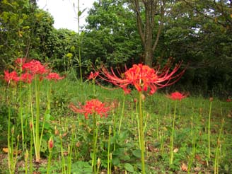 森林公園・運動広場ヒガンバナ070916