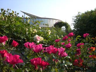 道の駅めぬまアグリパークのバラ・３
