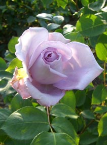 道の駅めぬまアグリパークのバラ・４