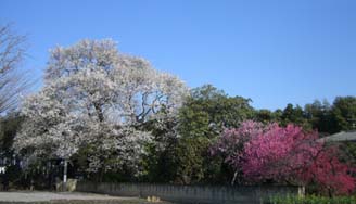 安楽寺の桜・２